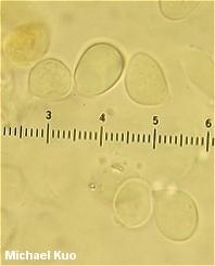 Amanita calyptroderma