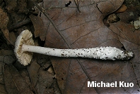 Amanita chlorinosma