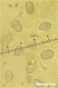 Amanita chlorinosma