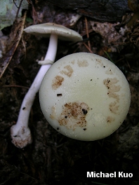 Amanita citrina