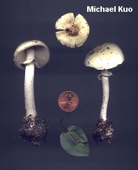 Amanita citrina