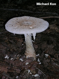 Amanita daucipes