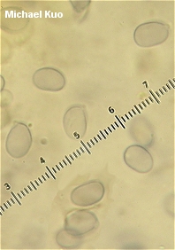 Amanita daucipes