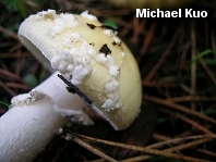 Amanita gemmata