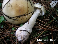 Amanita gemmata