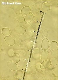 Amanita gemmata