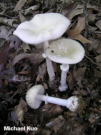 Amanita multisquamosa