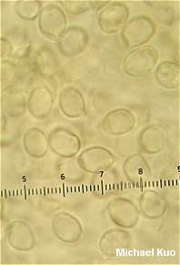 Amanita muscaria var alba