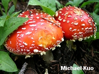 Amanita muscaria