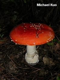 Amanita muscaria