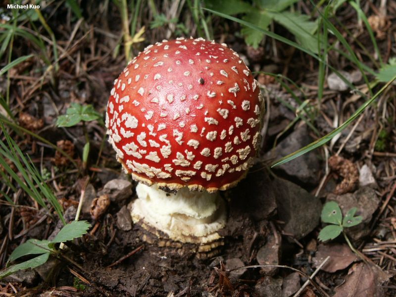 Amanita Muscaria Var Flavivolvata Mushroomexpert Com