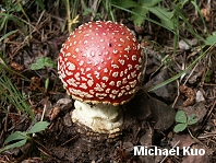Amanita muscaria