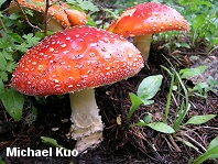Amanita muscaria