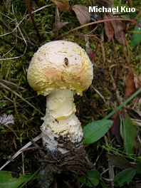 Amanita muscaria