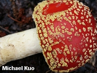 Amanita muscaria