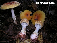 Amanita muscaria var persicina