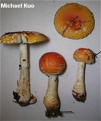 Amanita muscaria var persicina