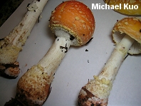 Amanita muscaria var persicina