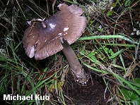 Amanita pachycolea