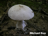 Amanita pelioma