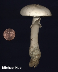 Amanita pelioma