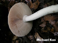 Amanita pelioma