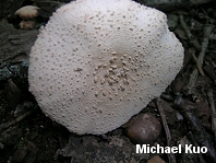 Amanita pelioma