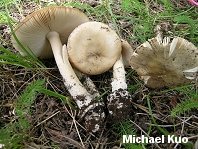 Amanita populiphila