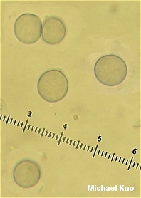 Amanita porphyria