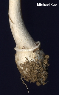 Amanita russuloides