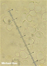 Amanita russuloides