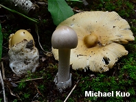 Amanita sinicoflava