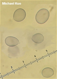 Amanita sp 01