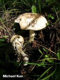 Amanita sp.