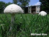 Amanita thiersii