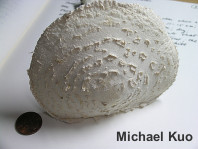 Amanita thiersii
