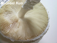 Amanita thiersii