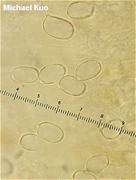 Amanita wellsii