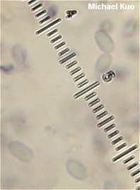 Baeospora myosura