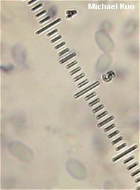 Baeospora myosura