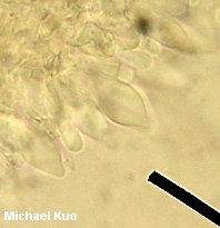 Baeospora myosura