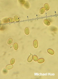 Boletinellus merulioides
