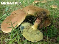 Boletus carminipes