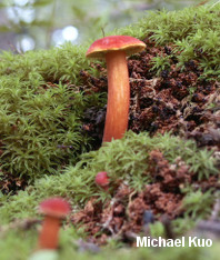 Boletus cokeri