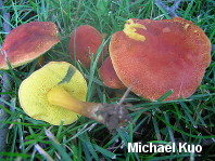 Boletus harrisonii