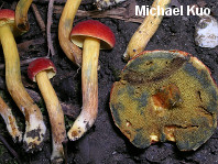 Boletus harrisonii