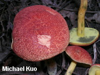 Boletus harrisonii