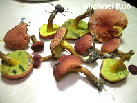 Boletus harrisonii