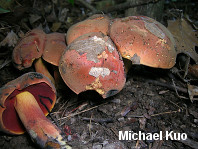 Boletus subluridellus