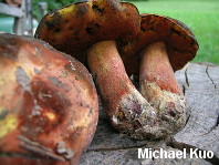 Boletus subluridellus